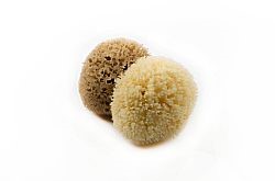 Honey Comb 